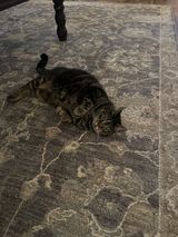 IMG_7477.jpeg